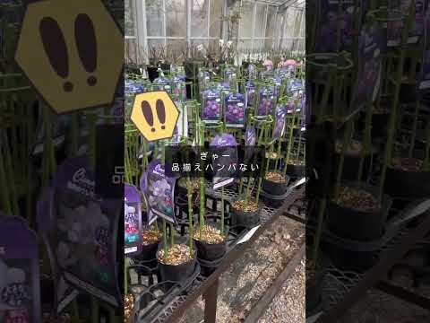 マウンテン クレマチス、クレマチス モンタナ