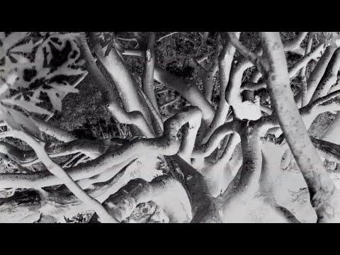 Uriel Orlow | Reason is a Flower - Thoughts on Art and Science