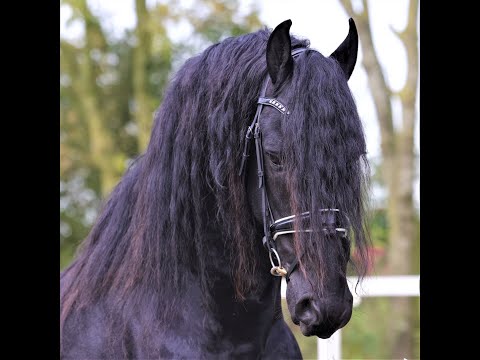 Stal Okkema's Daan - Eibert x Lolke - stallion - 1.70m - 2017