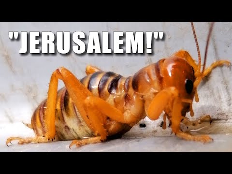 Spider Potato Bug