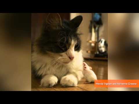 Mind-Control Parasite Strips Mice of Fear of Cats