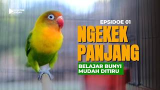 Download lagu Suara Burung Lovebird Ngekek Panjang Asli | Masteran Lovebird Fighter Durasi Panjang mp3 Download lagu Suara Burung Lovebird Ngekek Panjang Asli | Masteran Lovebird Fighter Durasi Panjang mp3