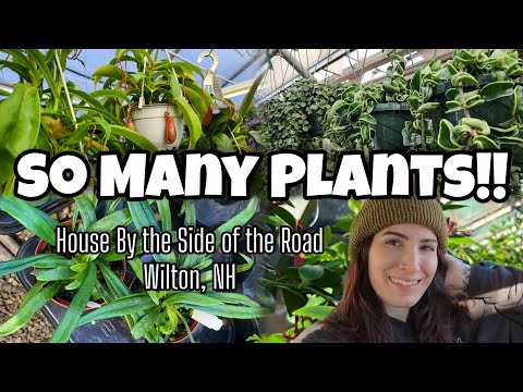 SO MANY PLANTS!! 😍 Houseplant Shopping at House By the Side of the Road in Wilton, NH