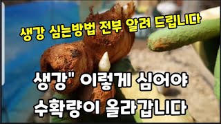 생강은 이렇게 심어야 수확량이 올라 갑니다! #생강심는방법 #생강종강심기 #생강재배 #생강수확시기 #생강종강…