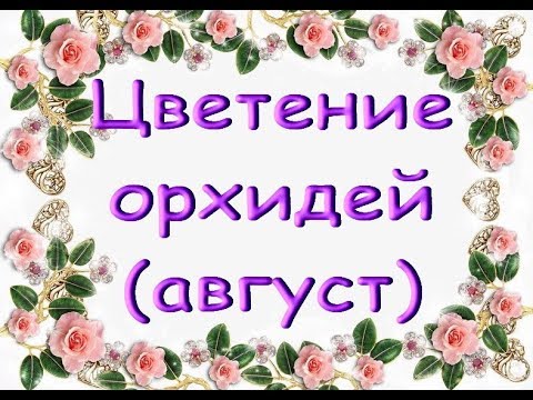 Август:ЦВЕТУЩИЕ ОРХИДЕИ.Приветы Валентине,Валерии и Елене!