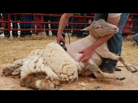 How It's Made Wool