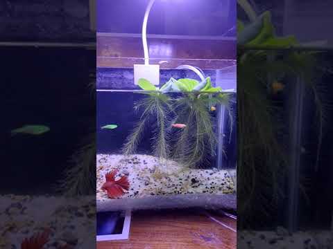 Betta with Zebra danios #betta #aquarium #danios