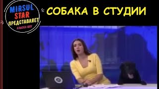 Видео прикол про собаку в студии