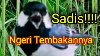 Download lagu SADIS MATERI GELATIK BATU GACOR INI   ISTIMEWAH mp3
