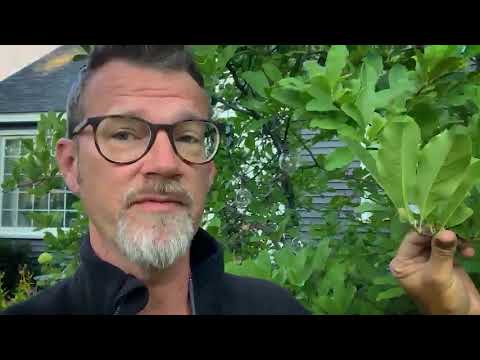 How to Prune Magnolia Tree