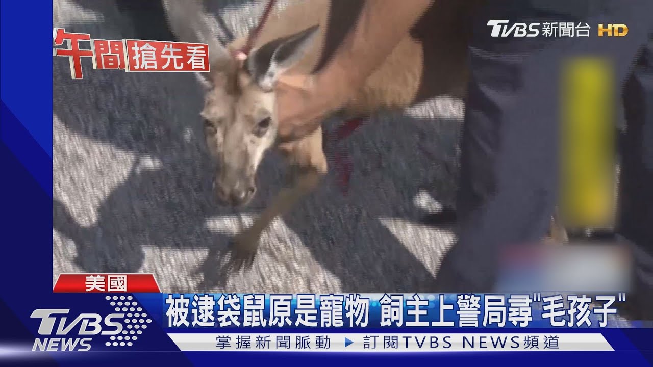 袋鼠出沒注意！　美警「逮袋鼠」過程全都錄