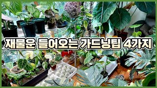 화분에 이것을 꽂아두면 재물운이 쏟아져 들어옵니다.