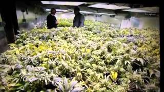 Springfield MO NORML: January 1, 2014 Colorado Cannabis Legalization KY3
