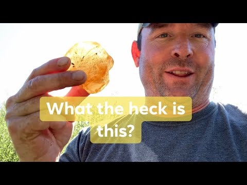 Friendly Competitive Rockhounding (4K)