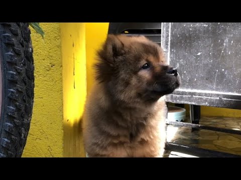 100k ANG HALAGA NG ASO NA ITO!😱