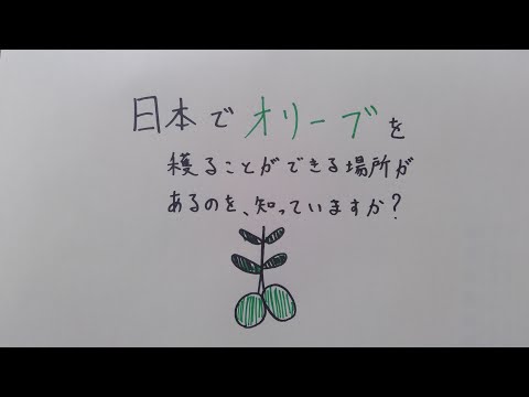 薬学科 小豆島のオリーブ　〜瀬戸内の気候〜