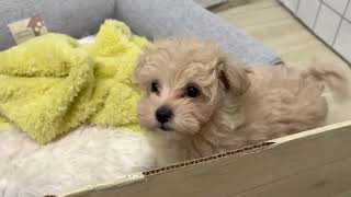 ハーフ犬の動画01