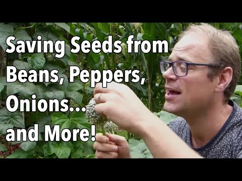 Saving Seeds from Beans, Peppers, Onions...and More!