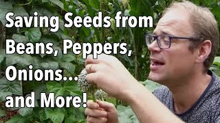 Saving Seeds from Beans, Peppers, Onions...and More!
