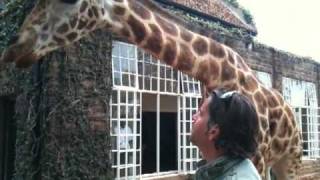 preview picture of video 'Giraffe Manor Nairobi'