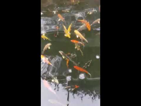 The Koi Pool Water Gardens! Store tour - My boys Koi Liverpool