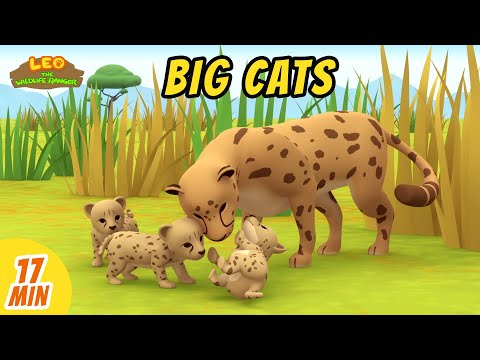 Big Cats Videos Compilation - Leo the Wildlife Ranger | Animation | For Kids | Family