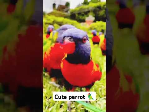 Parrot 🐦 cute 🥰 #short#parrot #habiba #ytshort #egzonibrahimi