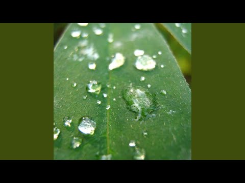 Noises All Around Us