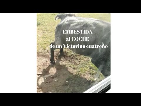 EMBESTIDA AL COCHE DE UN VICTORINO CUATREÑO