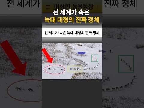 전 세계가 속은 늑대 대형의 진짜 정체