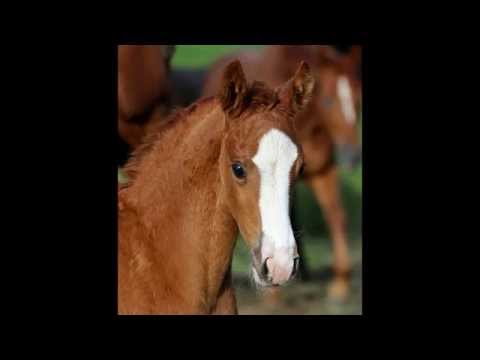 Just Special by Don Olymbrio x Donnerhall *2014