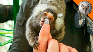 Tiny Monkeys LOVE Marshmallows!