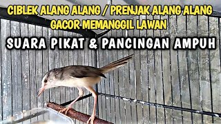 Download lagu CIBLEK ALANG ALANG / PRENJAK ALANG ALANG PIKAT GACOR SUARA JERNIH mp3