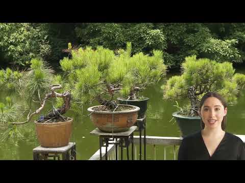 Bonsai Pflege für Einsteiger - Grundlagen und Tricks für prächtige Miniaturbume