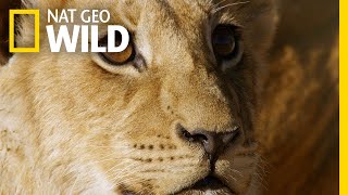 נווד מסתורי פולש לגאווה הצפונית | ממלכת הפרא: מרד