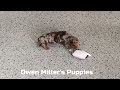 Miniature Dachshund dogs for sale: Natalie - Video 1