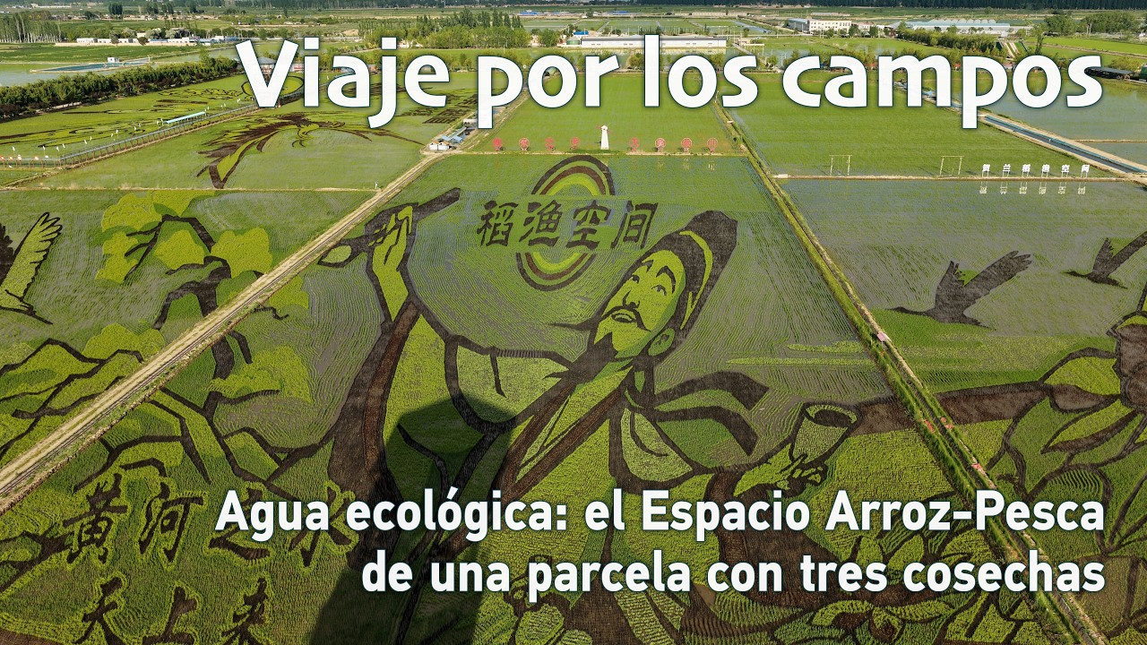 Viaje por los campos | Agua ecológica: el Espacio Arroz-Pesca de una parcela con tres cosechas