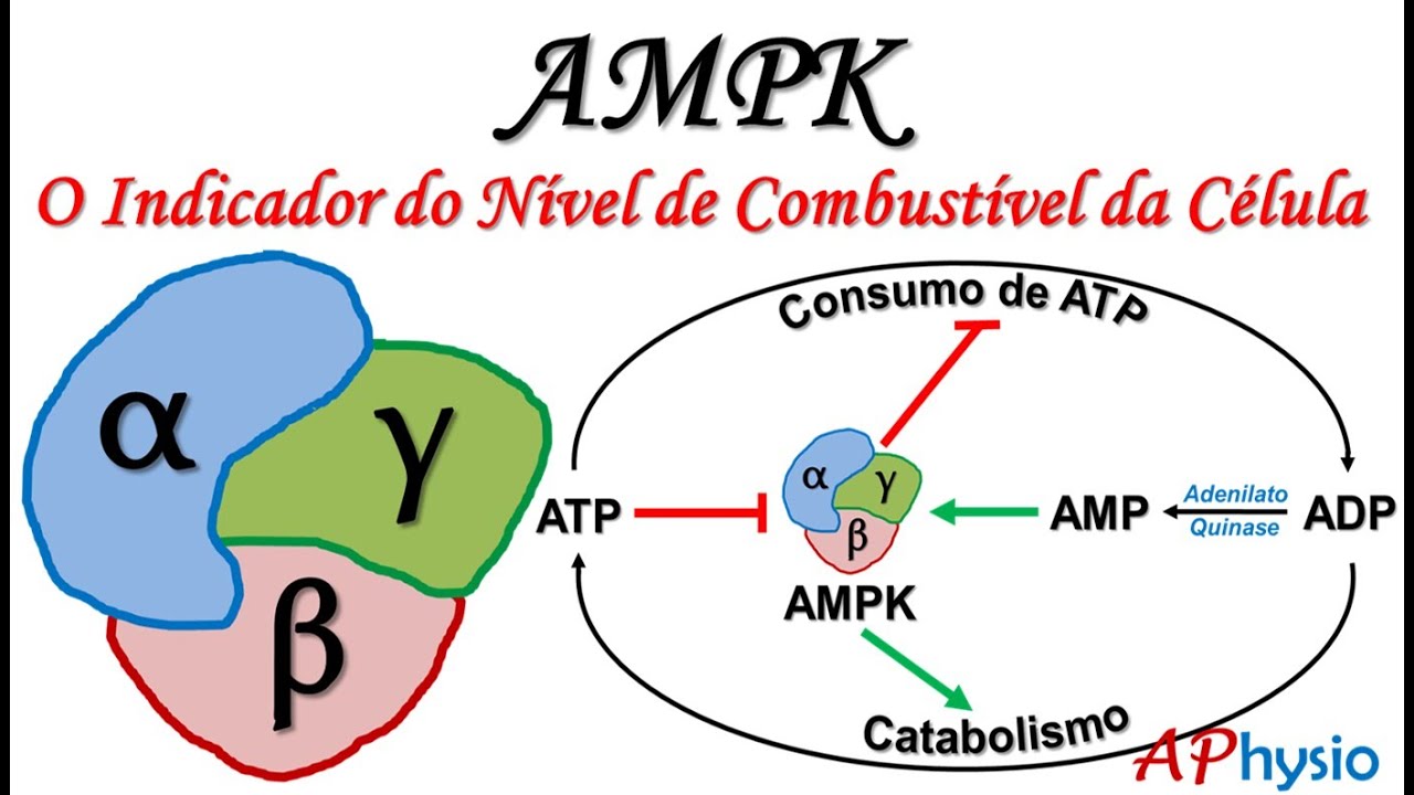 AMPK (Proteína quinase dependente de AMP) - O Indicador do nível de combustível da célula