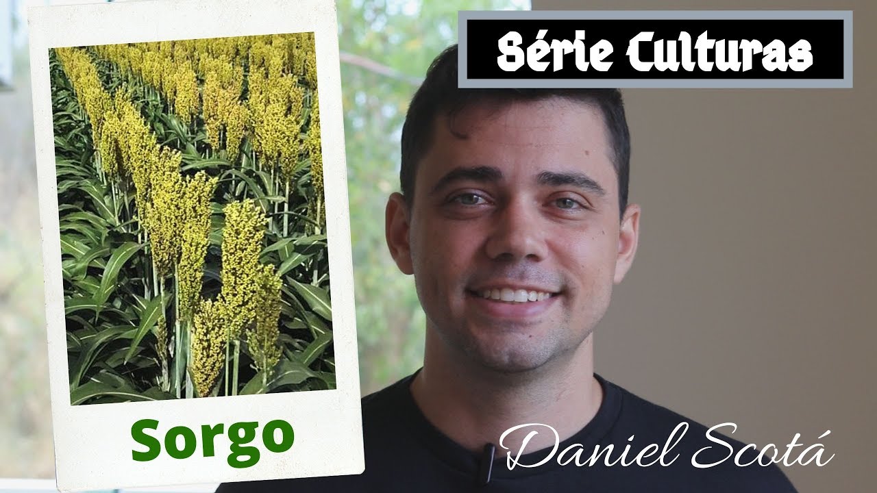 Sorgo - plantio, calagem, adubação e colheita