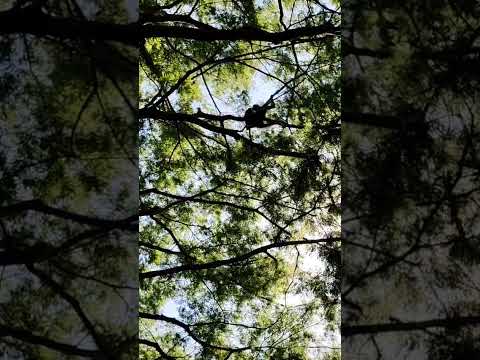 Mono araña mudándose a nuestro distrito San Dionisio Usulután El Salvador #mono #youtubeshorts