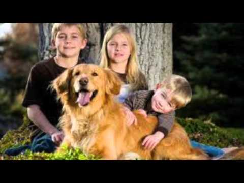 joachim witt golden retriever