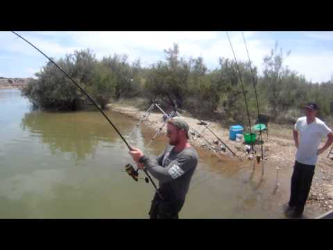 Catfish fishing on the River Ebro, Spain. 148 lb Wels catfish