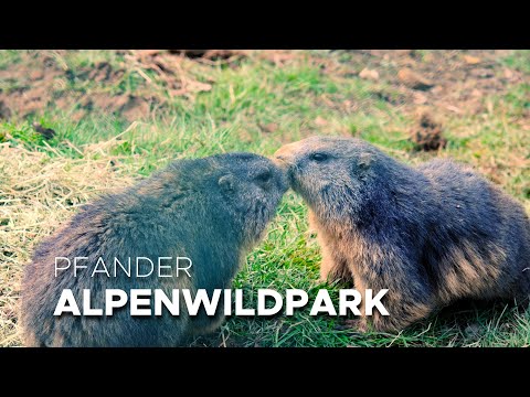 Alpenwildpark am Pfänder in Bregenz, Österreich