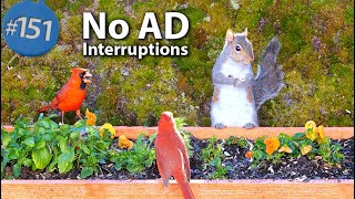 TV for Cats 😻8 Hours of Birds 🐦 and Squirrels 🐿Feeder Uninterrupted CatTV