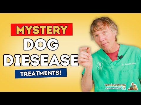 The Mystery Illness in Dogs: Update and New Treatment Options