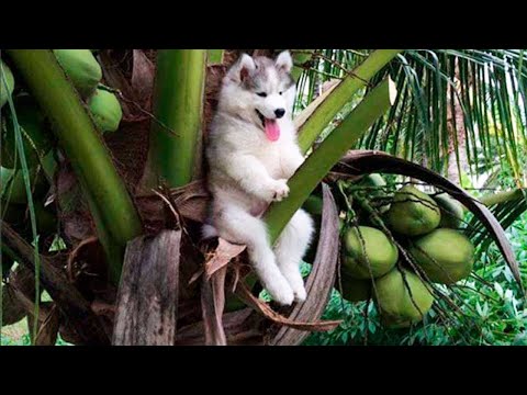 Try Not To Laugh Challenge - Funny Cat & Dog Vines compilation 2017
