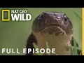 Fangs Full Episode World S Deadliest