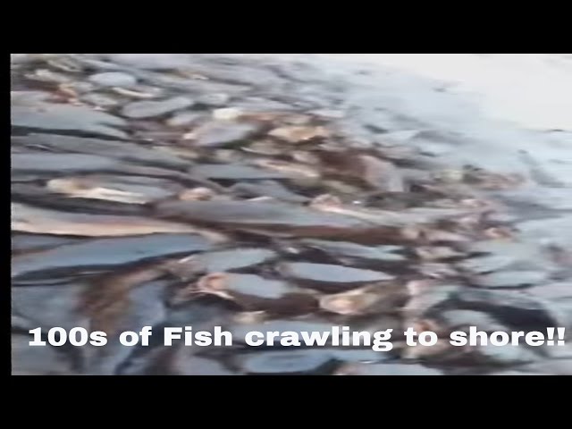 100s of tropical fresh water fish coming on shore