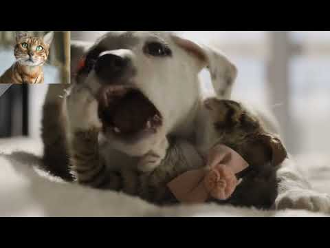 Dogs Who Love Their Kitten Since The Moment They Met - CATS AND DOGS Friendship