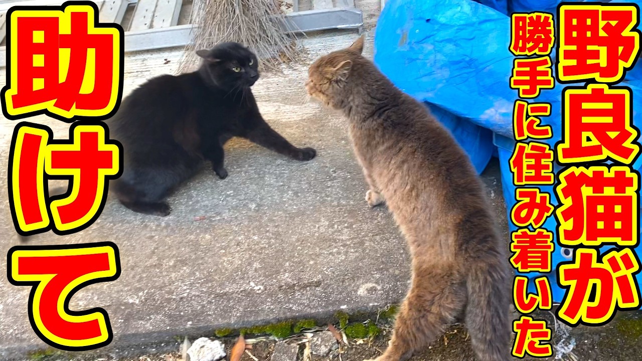 屋根裏に野良猫が住み着いた！飼い猫が襲われる事件発生